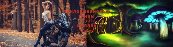 стаф Новозыбков